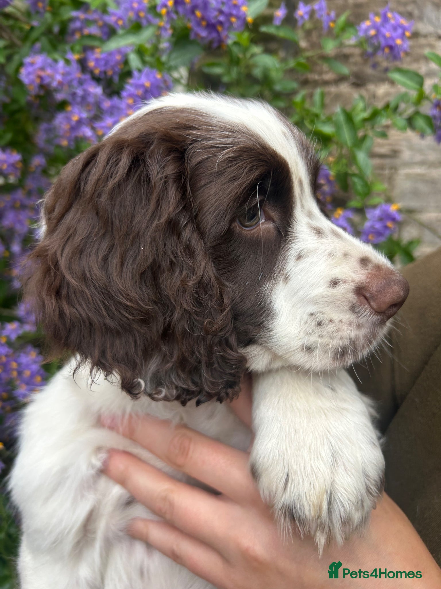 Cocker Spaniel dogs for sale: Working cocker spaniel  - Advert 2