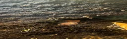 Snails invertebrates for sale: Giant African Land Snail Babies in Plymouth - Advert 3