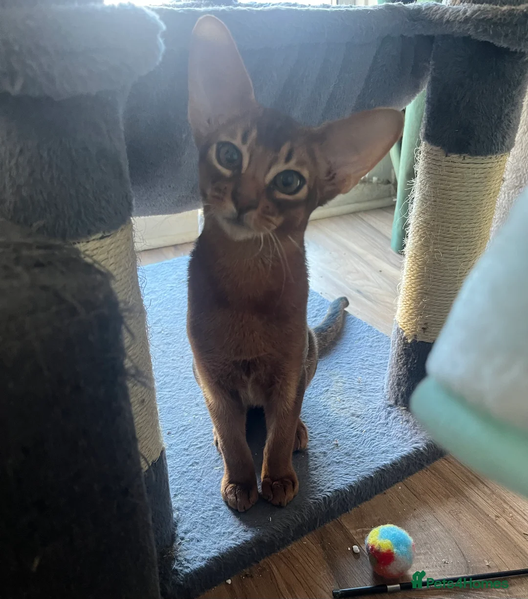 Abyssinian cats for sale: Beautiful Abyssinian boys - Advert 7
