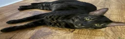 Bengal cats for sale: Oreo, Male Bengal Cat   - Advert 4