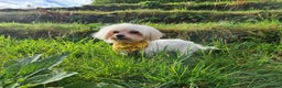 Maltese dogs for stud: Tiny Korean Maltese, champion linage kc registered in Porth - Advert 2