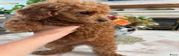 Toy Poodle dogs for sale: Last girl KC Register Toilet Trained Toy poodle - Advert 14