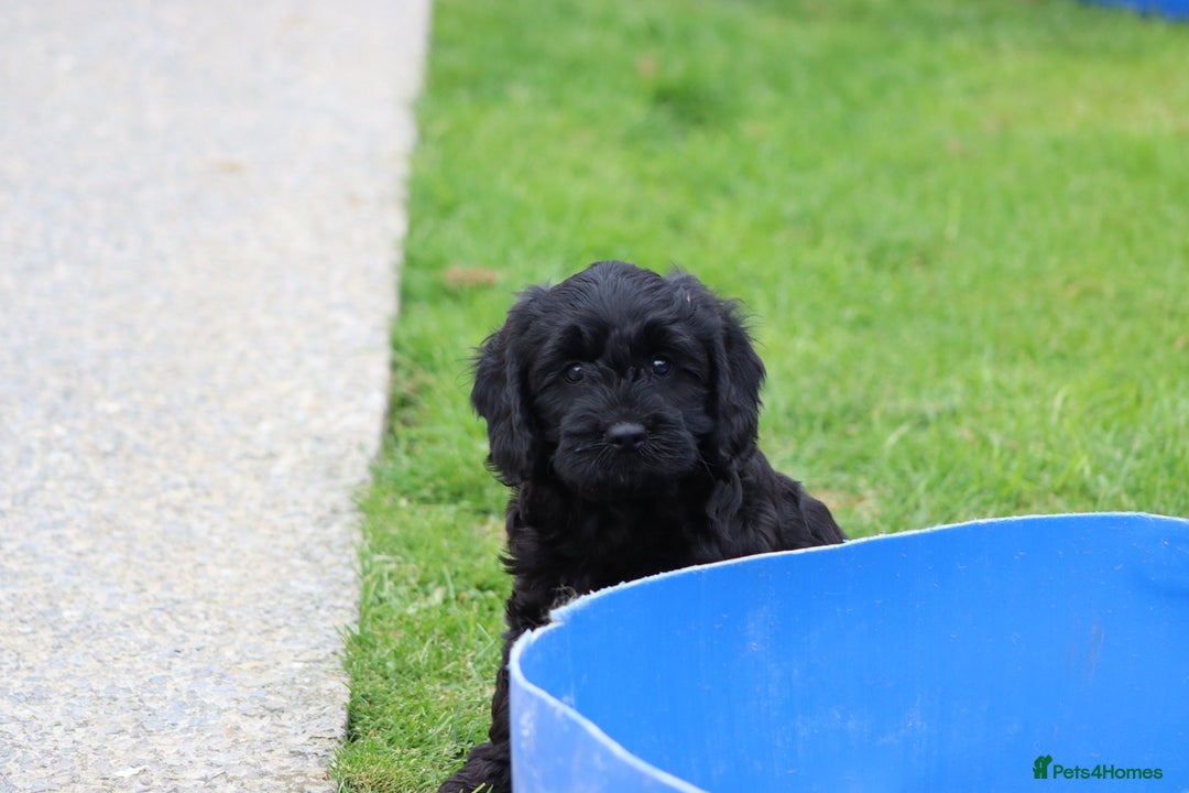 Cavapoo dogs for sale: Beautiful Cavapoo puppies for sale - Image 9