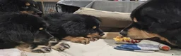Tibetan Mastiff dogs for sale: Tibetan Mastiff Puppies - Advert 5