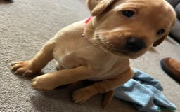 Labrador Retriever dogs for sale: 8 Beautiful Golden Labrador Puppies  - Advert 6