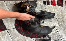 Dachshund dogs for sale: beautiful dachshunds puppies for sale  - Image 7