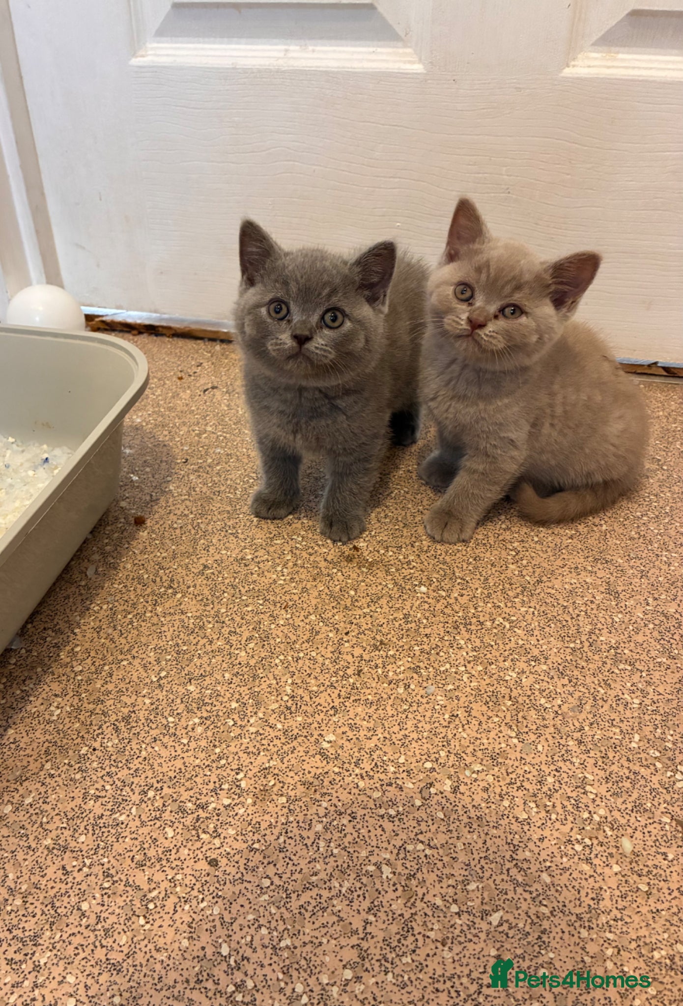 British Shorthair cats Blue British short hair male kitten  - Advert 17