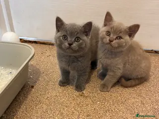 British Shorthair cats Blue British short hair male kitten - Advert 17