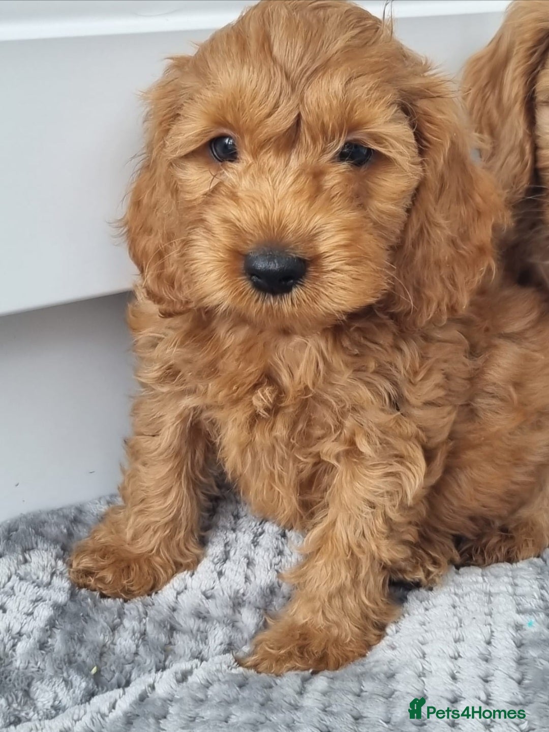 Cockapoo dogs for sale: Red and apricot F1 Cockapoo puppies  - Image 23