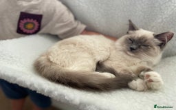 Ragdoll cats for sale: Bonded pair of ragdoll kittens - Image 4