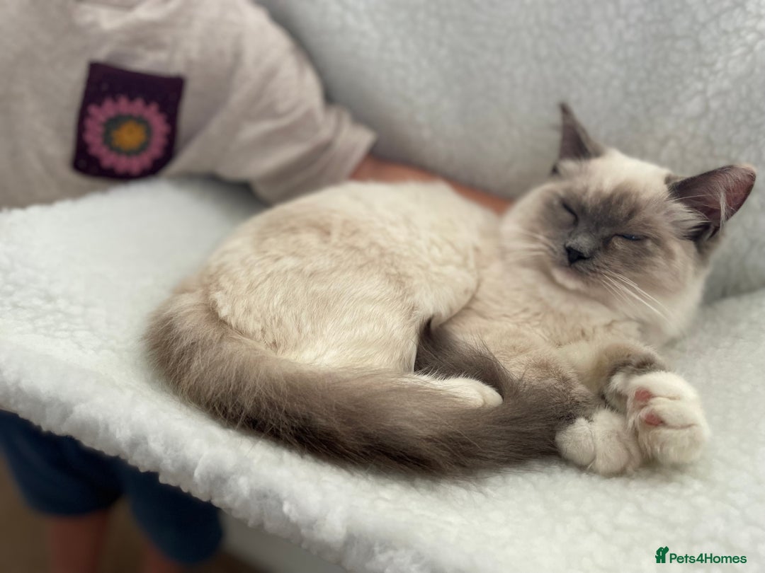 Ragdoll cats for sale: Bonded pair of ragdoll kittens - Image 4