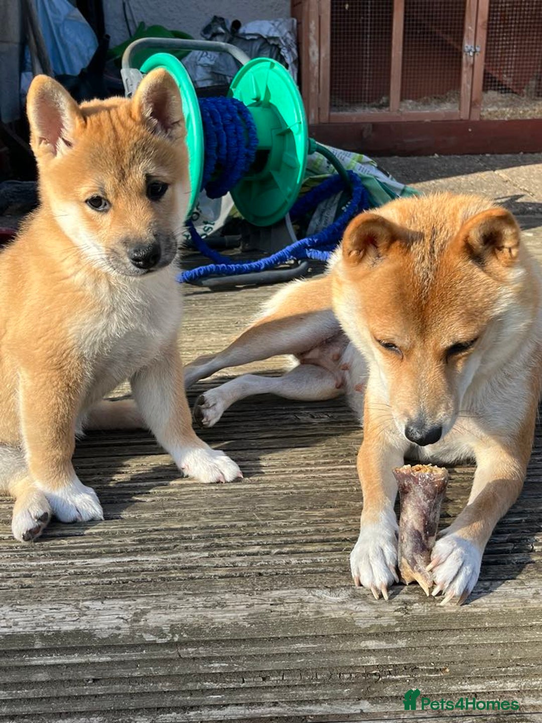 Japanese Shiba Inu dogs for sale: 🧡🦊Stunning KC Shiba Inu female ready now!🧡🦊 - Image 15