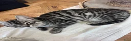 Bengal cats for sale: Bengal Kittens  - Advert 27