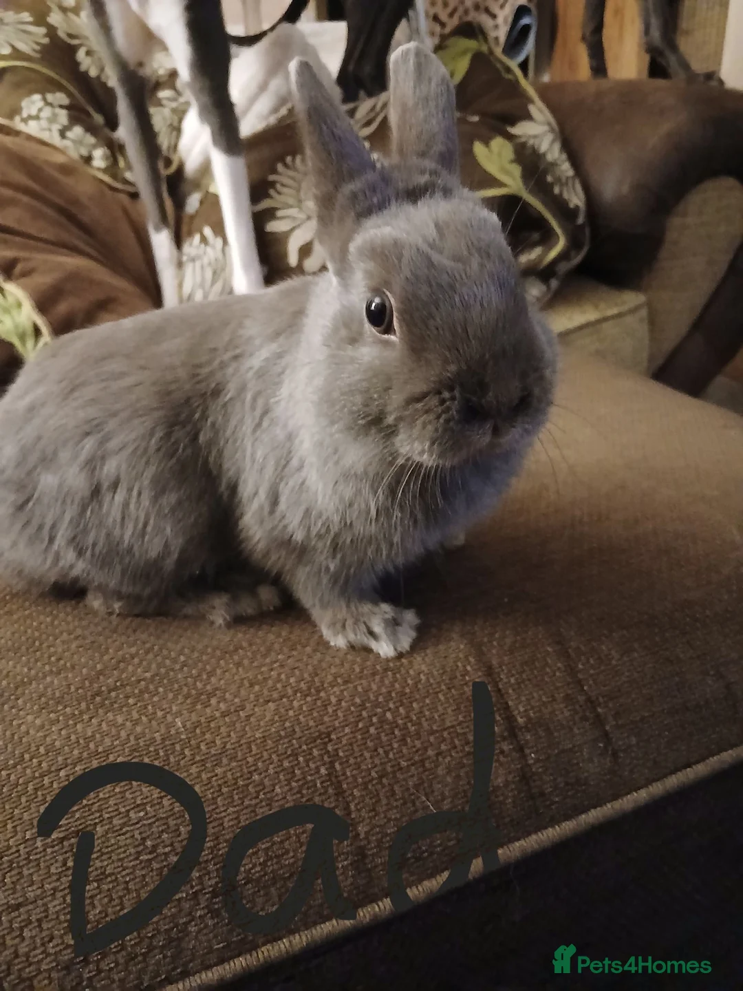 Mini Lop rabbits for sale: 4 baby Mini lop x netherland dwarf baby bunnies  - Advert 6