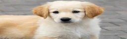 Golden Shepherd dogs for sale: Golden shepherds - Advert 6