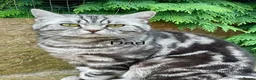 British Shorthair cats for sale: Beautiful BSH silver and black tabby kittens. in Martock - Advert 3