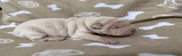 Shar Pei dogs for sale: Beautiful pure shar pei puppies - Advert 16