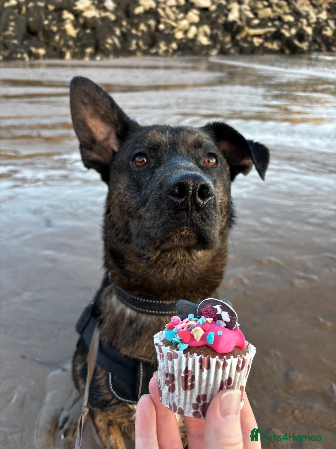 Mixed Breed dogs for sale: Groot - German Shephard Mix - Advert 3