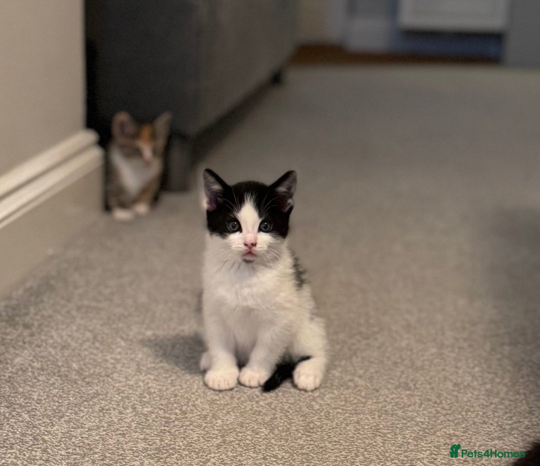Oriental cats for sale: 4 beautiful kittens  - Image 2