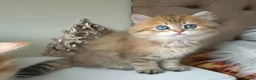 British Longhair cats for sale: British Longhair/Shorthair black golden shaded  - Advert 32