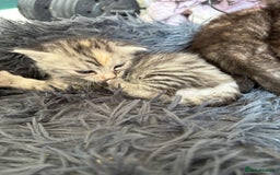 Bengal cats for sale: Beautiful half bengal kittens  - Image 26