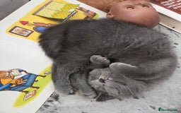 British Shorthair cats for sale: Gorgeous british shorthair 11 week old boy - Image 5