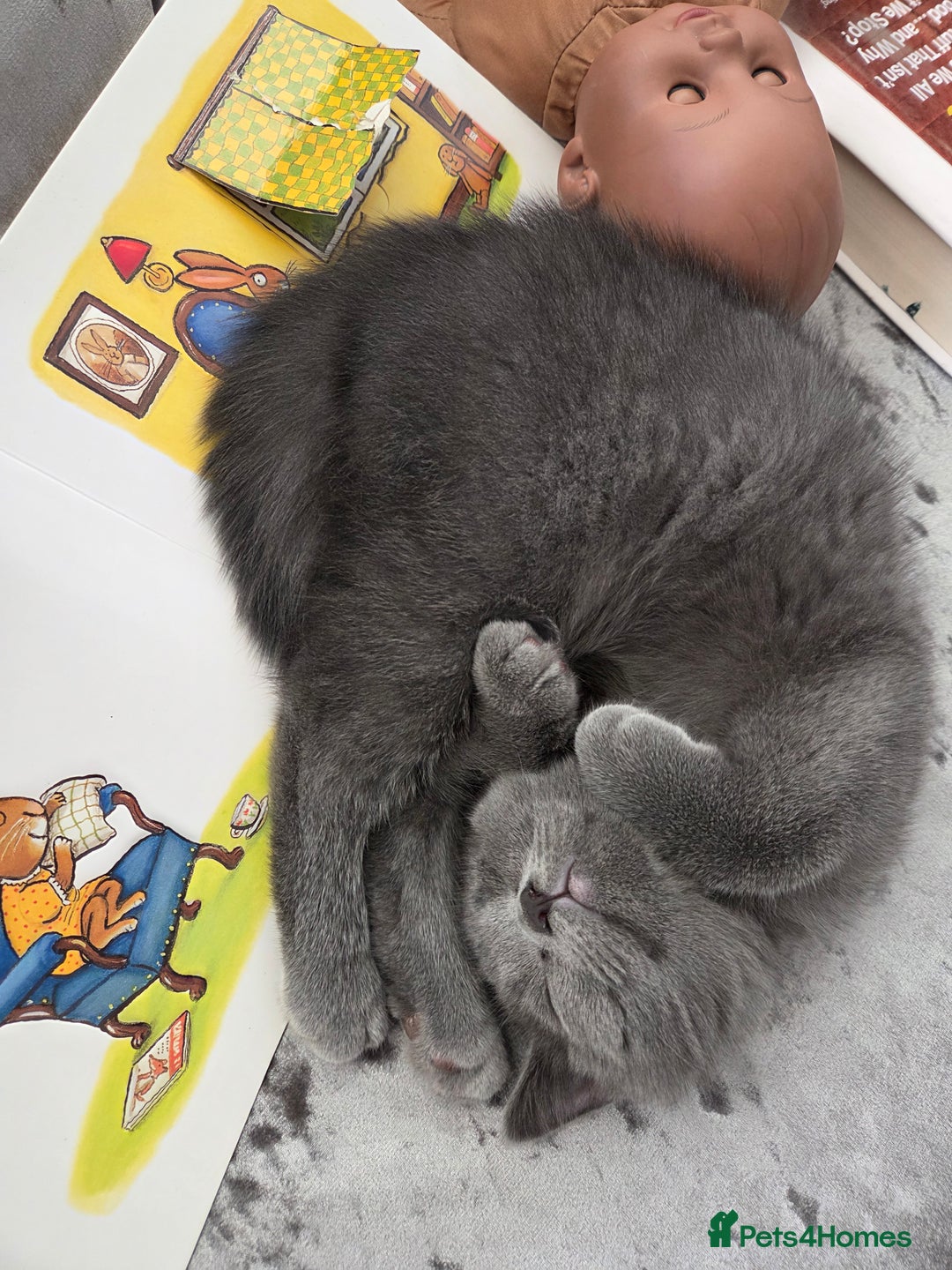 British Shorthair cats for sale: Gorgeous british shorthair 11 week old boy - Image 5