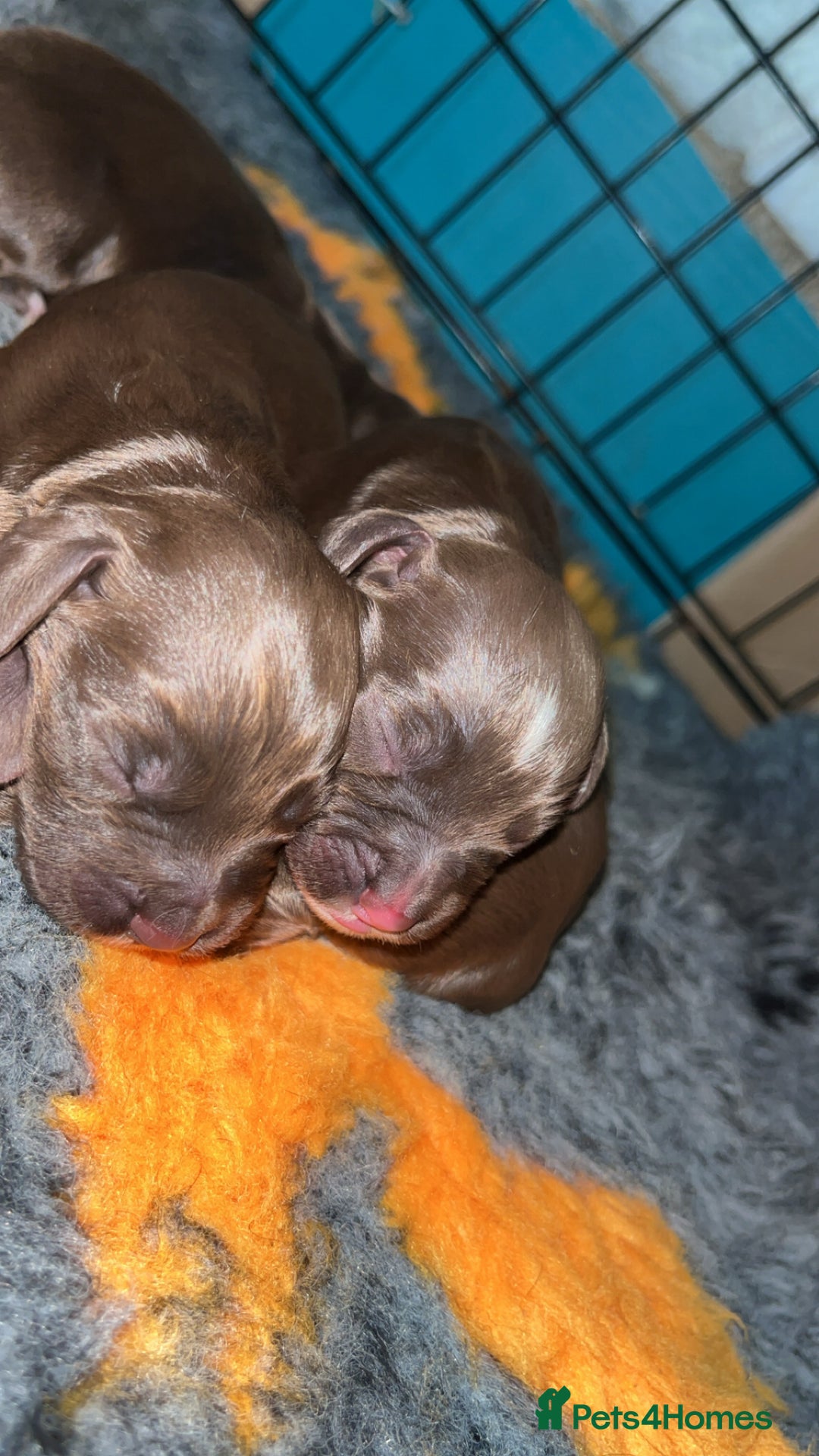 Cocker Spaniel dogs for sale: Beautiful cocker spaniel puppy’s  - Advert 8