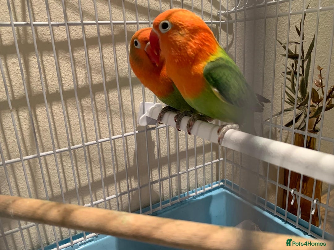 Lovebirds birds for sale: Breeding pair of love birds for sale - Image 4