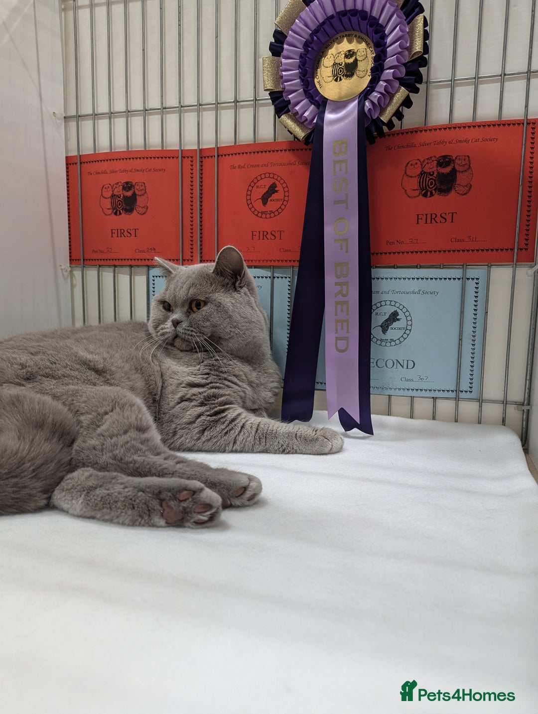 British Shorthair cats for stud: GCCF / Tica Stud Champion  in Derby - Advert 4