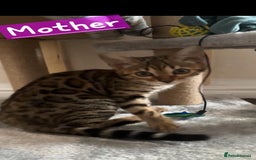 Mixed Breed cats for sale: Two Female kittens (Bengal/Persian mix - Image 15