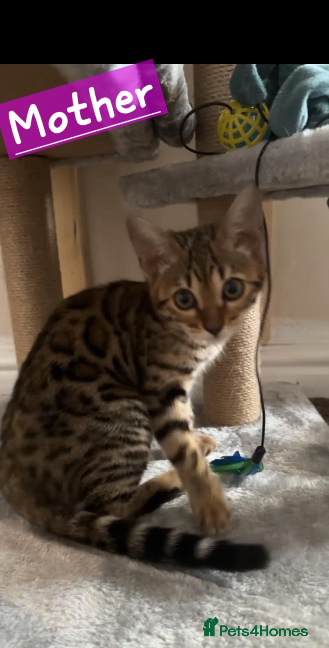Mixed Breed cats for sale: Two Female kittens (Bengal/Persian mix - Image 15