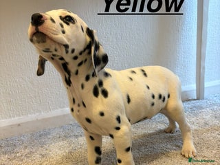 Dalmatian dogs 5 gen KC Dalmatians AVAILABLE NOW - Advert 4