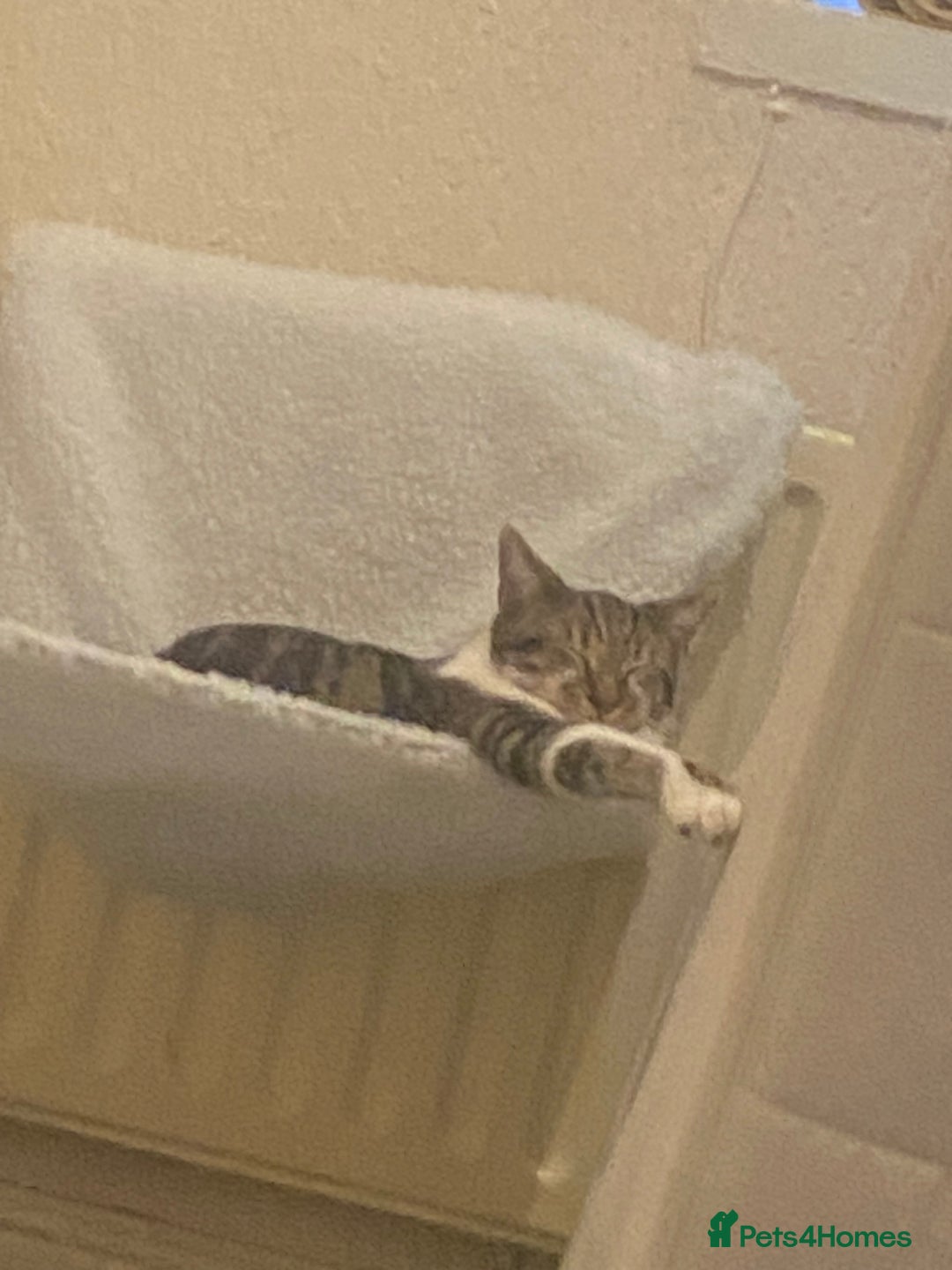 Domestic Shorthair cats for sale: 2 male kittens for rehome together 9 months old - Advert 10