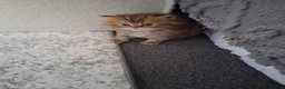 Persian cats for sale: 2  perfect pur persian chinchilla boys - Advert 10