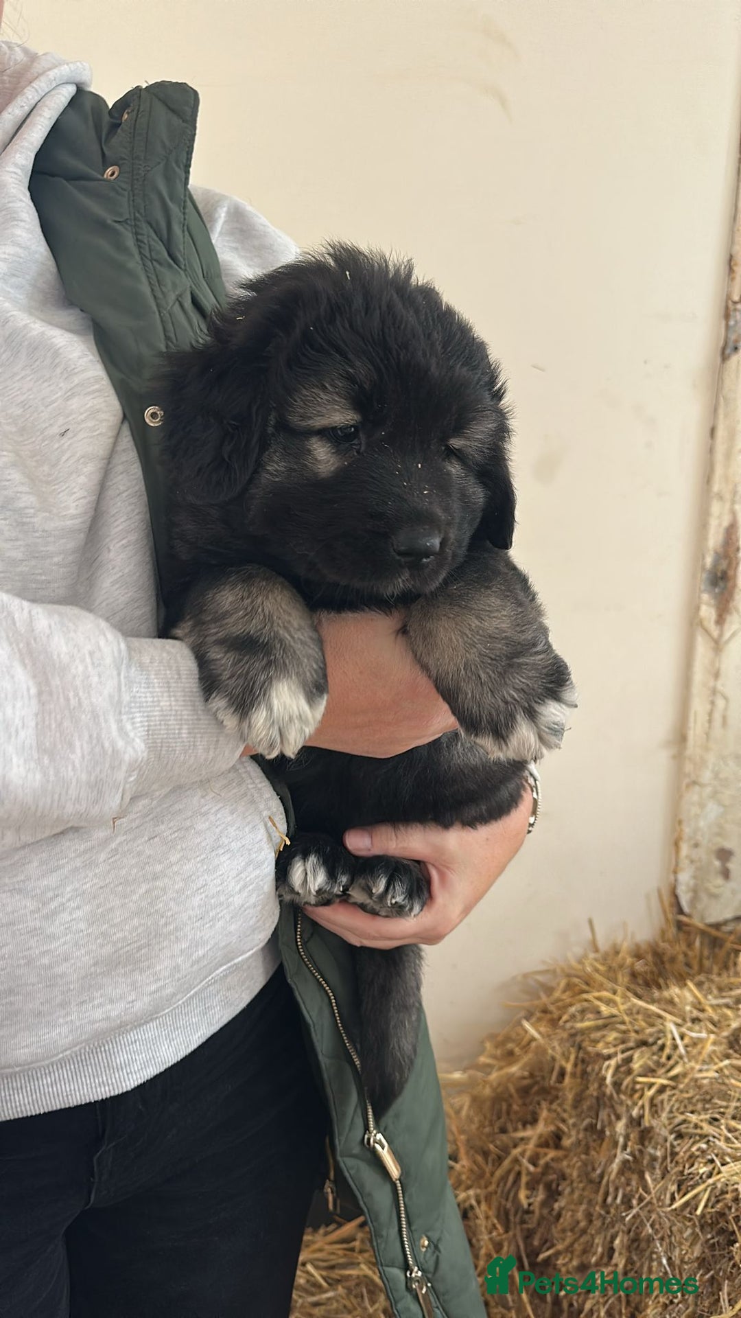 Caucasian Shepherd Dog dogs for sale:  ⭐️Caucasian shepherds⭐️puppies #bears big boned   - Image 23