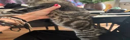 Mixed Breed cats for sale: Kittens looking for a forever home - Advert 5