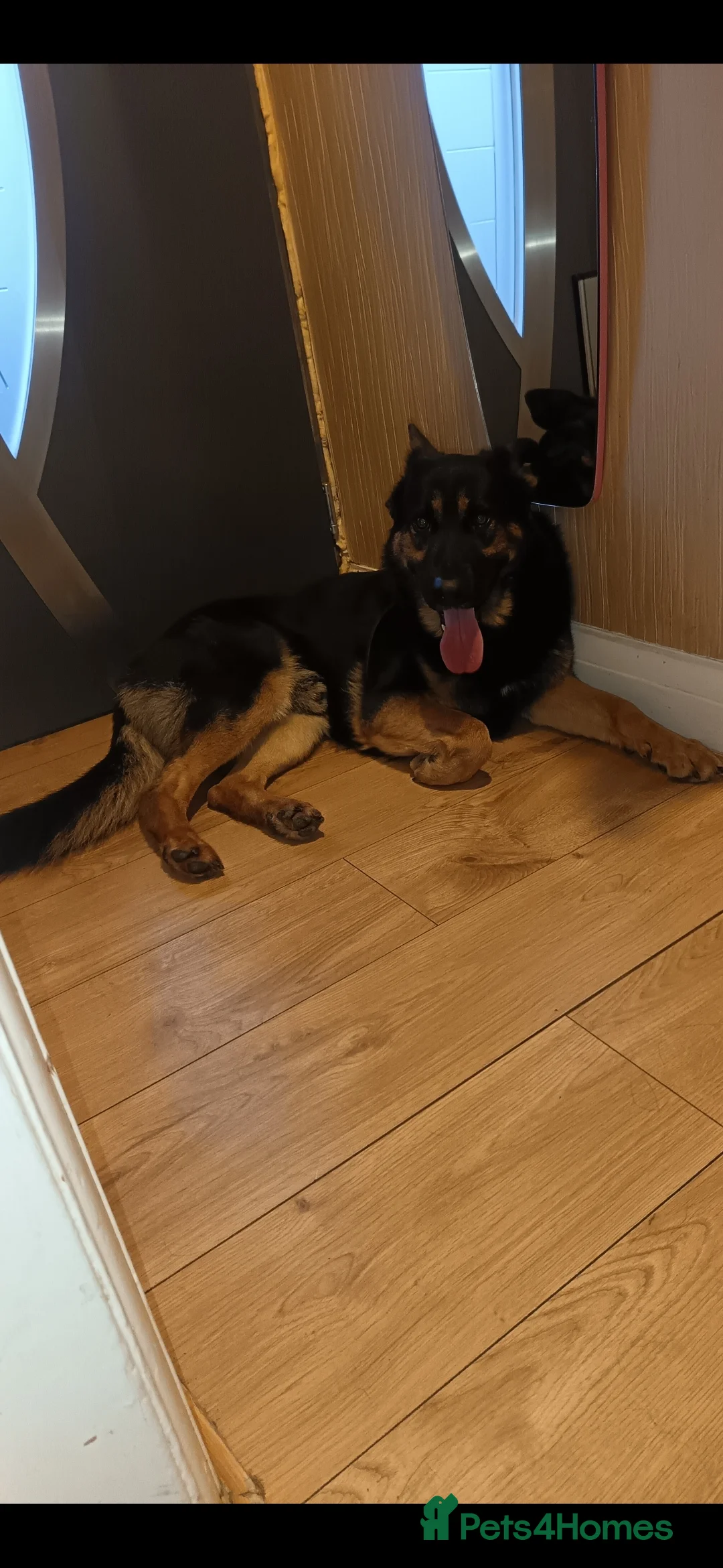 German Shepherd dogs for sale: Recho in London - Advert 2