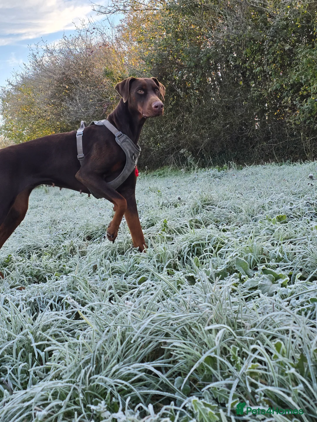 Dobermann dogs for sale: Dolly - Advert 2