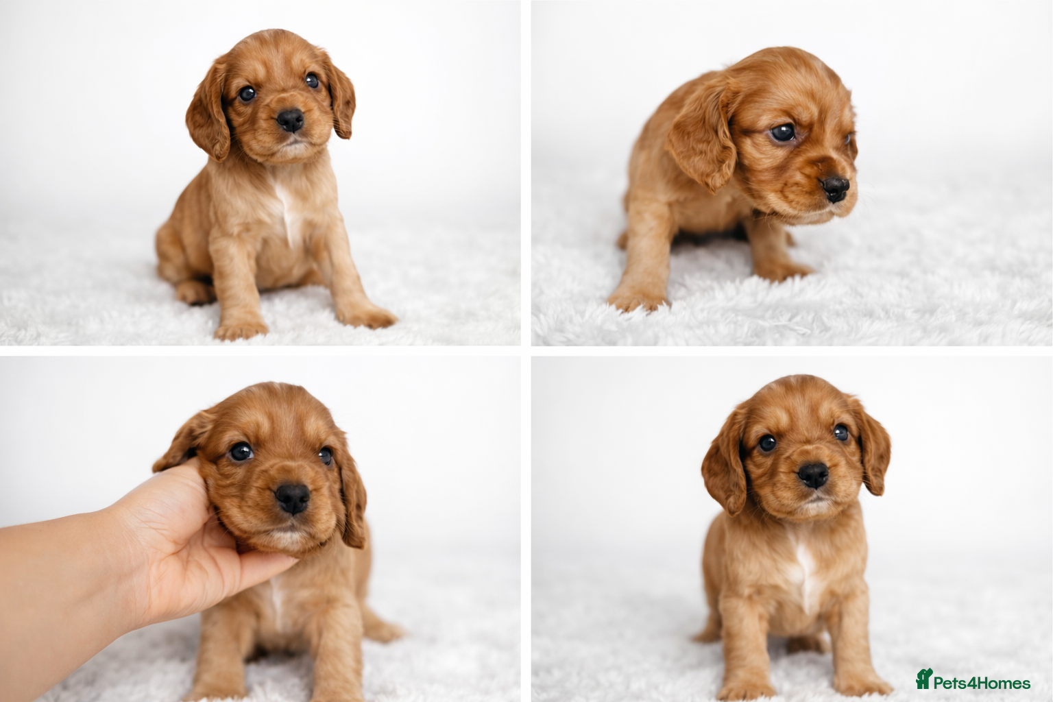 Cocker Spaniel dogs Working Cocker spaniels  - Advert 4