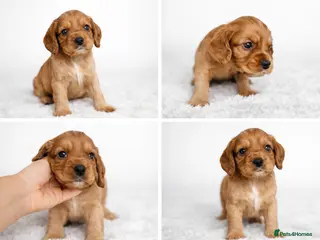 Cocker Spaniel dogs Working Cocker spaniels - Advert 4