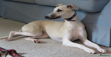 Whippet dogs - Advert 6
