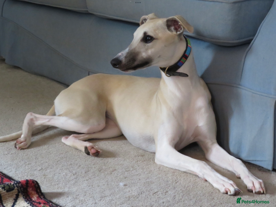 Whippet dogs for sale: Top quality pups due October - Image 9