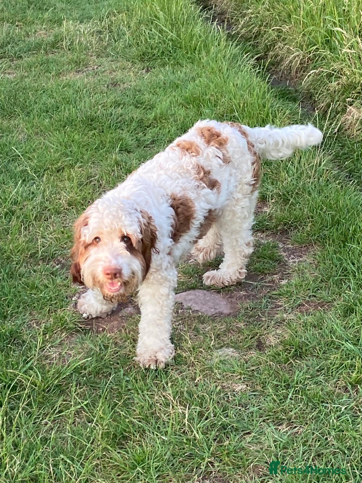 Mixed Breed dogs Beautiful Adult Australian Double Doodle  - Advert 4