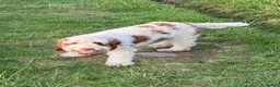 Mixed Breed dogs for sale: Beautiful Adult Australian Double Doodle  - Advert 1