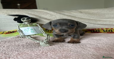 Dachshund dogs - Advert 1