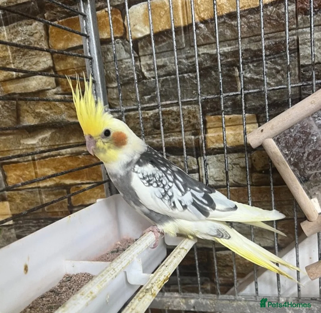 Cockatiels birds for sale: Baby Cockatiels  - Advert 15