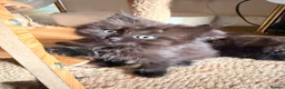 British Shorthair cats for sale: BRITISH SHORTHAIR DOLLS READY NOW! in Uxbridge - Advert 20