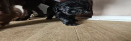 Newfoundland dogs for sale: Beautiful Newfoundland puppies  - Advert 30