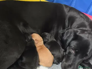 Labrador Retriever dogs Beautiful KC register Femal puppy - Advert 1